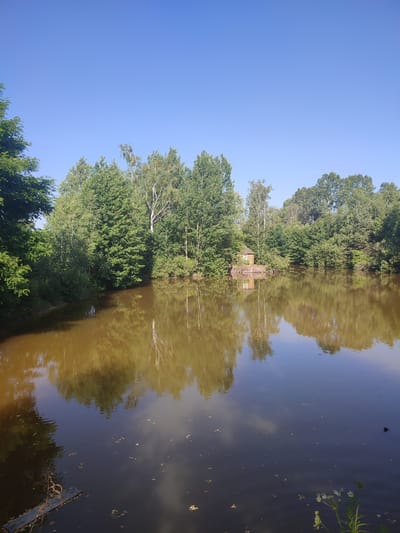 In Kvitneve, Ukraine, a serene body of water, likely a pond or small lake, reflects the clear blue sky and the dense green foliage of trees that line its banks. A small, rustic wooden structure, possibly a shed or a small house with a single window, is situated on the edge of the water, partially obscured by the surrounding trees. The water itself is a murky brown color, with reflections of the trees and sky creating a mottled pattern on its surface. Several scattered leaves and some debris are visible floating on the water. In the foreground, a piece of weathered wooden plank is partially submerged, and some vegetation, including a flowering plant, grows on the bank. The overall scene depicts a tranquil natural setting within Kvitneve.