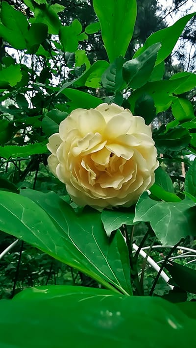 A close-up, vertical, outdoor, eye-level shot captures a lush, green environment in Il'inskiy, Russia, dominated by the vibrant foliage of trees and plants. The focal point is a fully bloomed, pale yellow rose, positioned slightly off-center to the right. Its numerous petals are tightly arranged, creating a voluminous, spherical shape. The rose is surrounded by large, dark green leaves, some of which partially obscure the flower. In the background, the soft focus reveals more greenery, suggesting a dense garden or park setting. Hints of white structures, possibly a trellis or fence, are visible through the leaves, and a very faint, out-of-focus pink flower can be seen in the distance. The lighting is natural, with sunlight filtering through the leaves, casting subtle shadows and highlights. The overall impression is one of natural beauty and tranquility within a verdant, outdoor space.