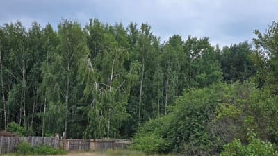 The image depicts a view of a wooded area with a wooden fence in the foreground. The fence is made of rough-hewn planks and appears aged. Beyond the fence, a dense forest of deciduous trees, primarily birches, dominates the scene. The trees are lush with green foliage, suggesting it is either spring or summer. The sky above is overcast and a muted grey. Small, yellow wildflowers are visible in the tall grass near the fence. This scene is located in Yasnohorodka, Ukraine. There are no people or animals visible in the image.