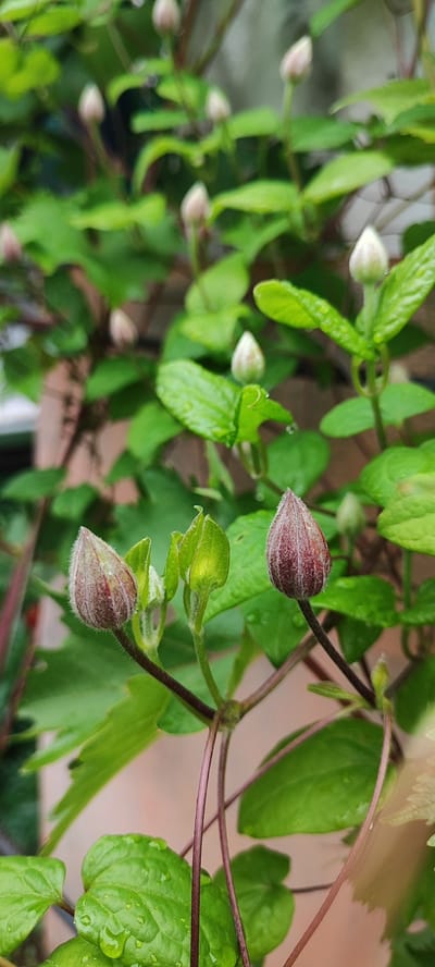 This is a close-up, eye-level, vertical shot of several clematis flower buds and green leaves, likely taken outdoors in the city of Liozny, Lioznensky District, Vitebsk Region, Belarus. The foreground features two prominent, fuzzy, reddish-purple flower buds on thin, dark stems, with smaller green leaves emerging around them. One bud is on the left, slightly out of focus, and the other is on the right, in sharper focus. In the background, more clematis buds and lush green leaves are visible, some with water droplets, suggesting recent rain. The overall impression is one of natural growth and the anticipation of blooming.