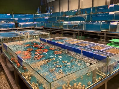 The scene depicts the interior of a commercial establishment, likely a seafood restaurant or market, situated in Ngũ Hành Sơn Ward, Vietnam. The area is filled with numerous glass tanks displaying live marine animals. In the foreground and middle ground, multiple large, shallow rectangular glass tanks, elevated on metal stands, contain various species. One prominent tank holds a dense cluster of live, vibrant red-orange crabs in aerated water, which exhibits significant bubbling. Adjacent tanks contain collections of light-colored bivalve shellfish resting on the tank bottoms and within several submerged blue plastic trays. In the background, a tiered arrangement of narrower, horizontally oriented glass tanks extends along a dark-colored wall, each containing additional live marine creatures such as fish and various shellfish. Artificial lighting illuminates the entire setup. No individuals or specific human actions are present within the frame.