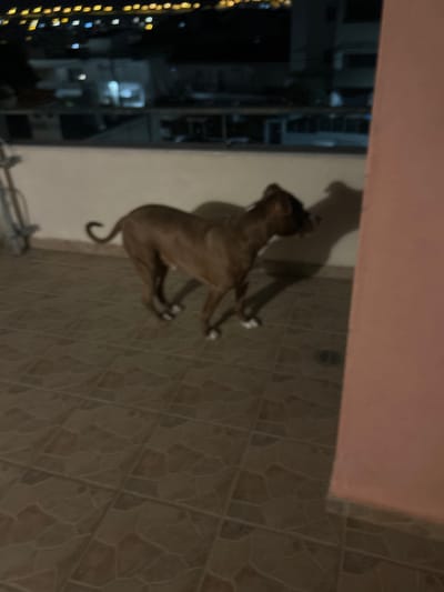 The image displays a nighttime scene on an outdoor tiled surface in Gerakas Municipal Unit, Greece. A short-haired, brown dog, consistent with a pit bull type, stands centered, facing right with its head slightly turned, exhibiting white markings on its paws and a curled tail. A distinct shadow of the dog is cast onto a white low wall behind it. The ground is composed of dark, irregularly shaped floor tiles, featuring a circular drain cover on the lower right. A light pink vertical wall or pillar partially borders the right side of the frame. To the far left, a blurred metallic object, possibly a furniture leg, is partially visible. The background reveals a dark, blurred urban landscape illuminated by numerous distant yellow and blue artificial lights, indicative of city buildings and infrastructure under a night sky.