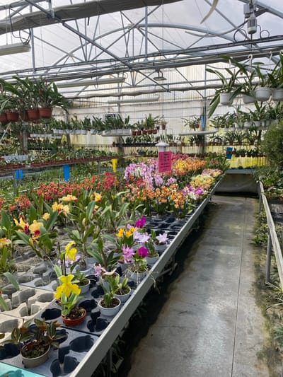 This image captures the interior of a commercial greenhouse, specifically an orchid nursery, located in Gometz-le-Châtel, France. The structure features an arched, translucent roof supported by a robust metal framework, allowing natural light to penetrate. Overhead, multiple fluorescent light fixtures and a ceiling fan are visible. Thousands of blooming orchids, potted in individual white or terracotta-colored plastic containers and arranged within black plastic trays, populate long, elevated metal display benches that extend into the background. The orchids display a wide spectrum of colors, including various shades of yellow, pink, purple, orange, red, and white. Additional orchids in brown pots are suspended from the ceiling in hanging baskets along the left side of the frame. A narrow, concrete pathway, appearing damp and stained, traverses the length of the greenhouse. In the mid-ground, a white stand with a pink sign displaying French text, likely pricing or promotional information, is visible amidst the flowers. No individuals are present in the scene.