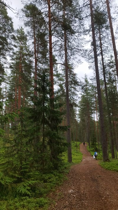 The image depicts a dirt path winding through a dense forest of tall pine trees under a cloudy sky. The path is covered with pine needles and cones, suggesting it's autumn. On the path, two individuals are visible. The person in the foreground, closer to the camera, is wearing a blue jacket and carrying a white object in their right hand. Further up the path, another person, dressed in dark clothing, is walking away from the camera. The forest floor is covered in green vegetation, primarily low-lying bushes and smaller evergreen trees. The scene appears to be a natural, undeveloped area, possibly a hiking trail. Based on the context provided, this scene is located in the city of Orekhovo, Russia.