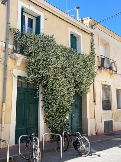 The image shows a building in Montpellier, France. The building is two stories tall and has a pale yellow facade. A large climbing plant with white flowers covers a portion of the building, obscuring the door and some windows. The windows have green shutters. Two bicycles are parked on the street in front of the building, secured to a metal bike rack. The sky is blue and clear. The building appears to be located on a narrow street, likely in a residential area of the city.