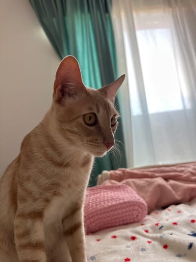 A light-orange tabby cat with large yellow eyes and pointed ears sits on a bed with pink and white patterned bedding. A pink knitted object is positioned on the bed to the cat's right. Behind the cat, teal curtains hang beside a window covered by sheer white curtains, revealing the bright daylight outside. The background suggests an indoor setting, possibly a bedroom. There is no indication of the cat's location being in the city of Mijas, Spain.