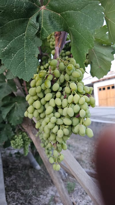 A close-up, low-angle, vertical shot captures a cluster of ripe, green grapes hanging from a vine. The grapes are plump and oval-shaped, with a slightly matte finish. The vine's stem is thick and purplish-brown, with visible tendrils and smaller, developing bunches of grapes in the background. Large, green grape leaves with prominent veins partially obscure the view, some showing signs of dust or powdery mildew. The foreground is dominated by the grapes, with a weathered wooden support structure running diagonally across the lower portion of the frame. In the blurred background, a white building with a wooden garage door is visible, suggesting an outdoor setting. The ground appears to be covered in dry soil and sparse vegetation. The image appears to have been taken outdoors during daylight hours. Based on metadata, the location is Gurlan, Uzbekistan.