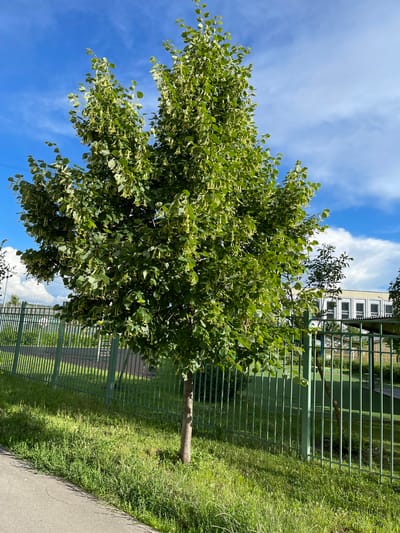 A young, leafy tree with a thin trunk stands in a patch of grass next to a light gray asphalt path. A green metal fence runs horizontally behind the tree. Beyond the fence, a large, multi-story building with many windows is visible under a bright blue sky with scattered white clouds. The scene is located in the city of Zakharino, Russia.