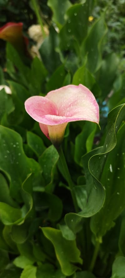 A close-up, portrait-oriented shot features a single pink and white calla lily, adorned with dew drops, blooming amidst lush green foliage. The flower's trumpet-shaped spathe is a soft gradient of pink, fading to white towards its center, with delicate veins visible on its surface. The surrounding leaves are a vibrant, deep green, some with wavy edges, also glistening with water droplets. The background is a blur of greens, suggesting a natural, outdoor setting, possibly a garden. There are no people present, and no actions are taking place. The image was taken in the vicinity of Азгінавіцкі сельскі Савет, Belarus.