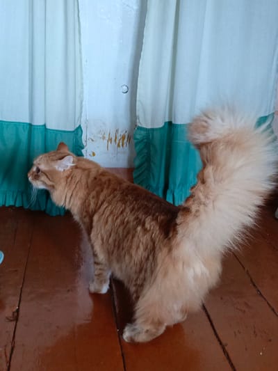 An orange tabby cat with a fluffy tail stands on a wooden floor in front of a light-colored curtain with a teal trim. The cat is facing left and appears to be looking at something outside the frame. The environment suggests an indoor setting, possibly a room in a house. There are no people or other animals visible in the image. The lighting is moderate, casting soft shadows on the floor. The overall scene is domestic and unremarkable.