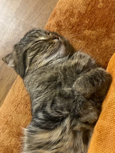 A tabby cat is sleeping on an orange textured surface. The cat is curled up, with its paws tucked underneath its body. Its eyes are closed, and its head is resting on its paws. The cat's fur is a mix of gray, brown, and black stripes. The orange surface appears to be a piece of furniture, possibly a couch or a chair. The background is blurred, but it appears to be a wooden floor. The image is taken from a close-up perspective, focusing on the sleeping cat. This scene may have been captured in the city of Pokhvistnevo, Russia, though there is no direct evidence in the image to confirm this specific location.