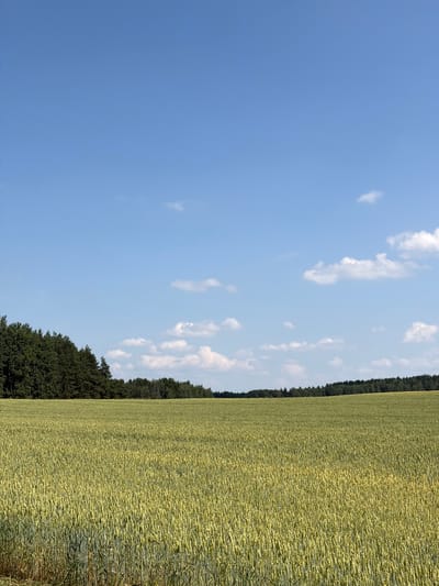The image depicts a vast, sunlit wheat field stretching towards a dense line of trees in the distance. The sky is a clear, bright blue, dotted with a few scattered, fluffy white clouds. The wheat stalks are a vibrant green, showing signs of ripening with some appearing lighter yellow, indicating they are nearing harvest. The scene is serene and natural, typical of rural landscapes. This image is located in the Astrashitskagaradokski rural council, Belarus. There are no people or man-made objects visible in the frame, emphasizing the natural environment.