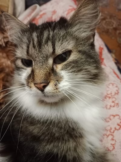 A close-up, eye-level shot captures a grey and white tabby cat's face. The cat is lying down on a pink blanket with a floral pattern. The cat's fur is a mix of grey, black, and white, with distinct tabby markings on its head and back. Its eyes are dark and appear to be looking downwards. The cat's whiskers are long and white, fanning out from its muzzle. The background is blurred, but appears to be an indoor setting with a rug visible. The image is well-lit, with the focus on the cat's face. The location is the village of Hatsyazhyn, within the Hatsyazhyn Village Council, Belarus.