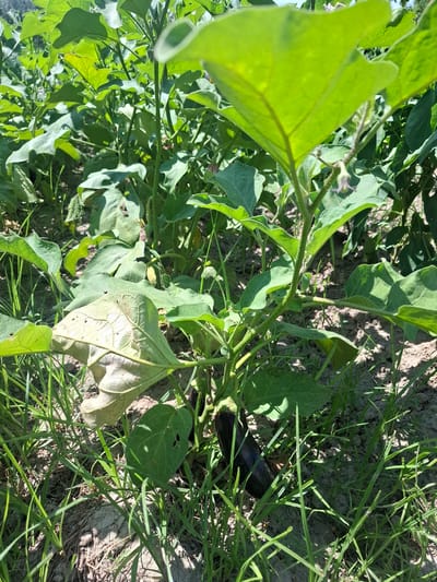 In an outdoor agricultural setting, likely a field or garden in Dustabad (Soldatsky), Uzbekistan, a young eggplant plant is visible. The plant has large, green leaves, some of which appear slightly wilted. A single, dark purple eggplant is growing low to the ground amidst the foliage and surrounding grass. The soil is dry and appears to be a light brown color. The sunlight suggests it is daytime.