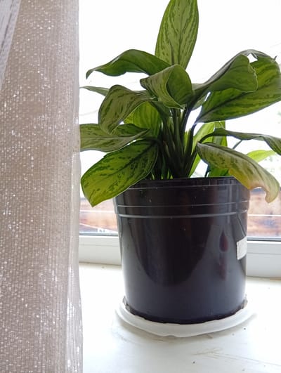 A potted houseplant sits on a windowsill next to a sheer white curtain. The plant has large, dark green leaves with lighter green mottling. One of the leaves on the right side of the plant is drooping and appears yellowed, suggesting it may be unhealthy. The plant is in a dark brown plastic pot with a white saucer underneath. The windowsill appears to be made of white material, possibly painted wood or plastic. Behind the plant, a window is visible, showing a blurry outdoor scene with some brickwork and possibly trees or buildings. The overall lighting suggests it is daytime, possibly overcast given the diffused light. The location is Kyshtym, Russia.