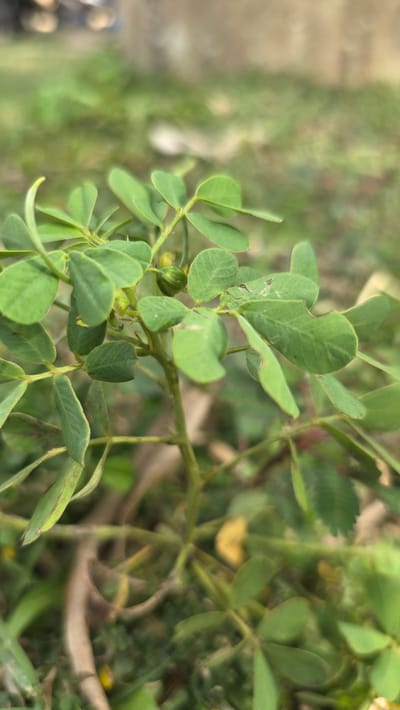 The image shows a close-up view of a leafy green plant, possibly a weed or ground cover, in what appears to be a natural setting. The leaves are small and rounded, with some exhibiting minor damage. In the background, there is a blurred expanse of green vegetation and soil. The location is Raya Sanggeu, Indonesia, but there is no clear indication of any specific urban features or the presence of people.