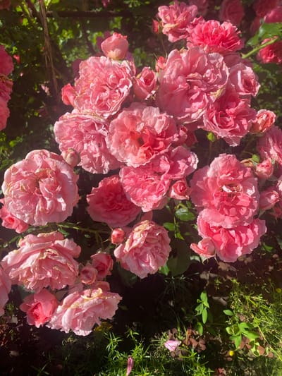 A close-up, sunlit shot captures a dense cluster of bright pink roses, some fully bloomed and others in bud, interspersed with green foliage and thorny stems. The flowers are the central focus, their layered petals softly textured and illuminated by natural light. The background is a blur of green leaves and darker shadows, suggesting an outdoor garden setting. The image is taken from a high angle, looking down into the rose bush. The specific location of Vălcineț, Moldova, is not discernable from the visual information provided in the image.