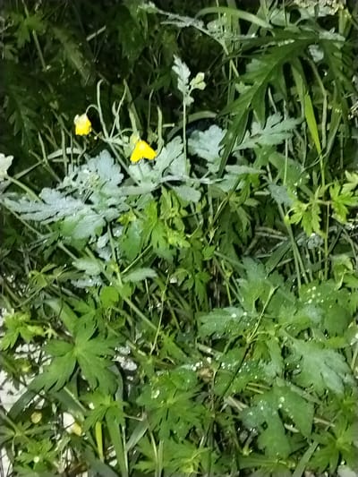 The image shows a close-up view of green foliage with small yellow flowers. The plants appear to be growing in a natural setting, possibly a garden or a field, with dew drops visible on the leaves and petals. The background is dark and out of focus, suggesting a natural light setting. The location is specified as Зелёное, Russia, but no specific landmark or contextual information about the city is provided within the image itself. There are no people or identifiable objects in the scene, only the flora.