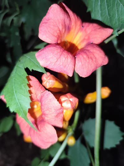 A close-up, vertical shot showcases a cluster of trumpet-shaped orange and pink flowers with green leaves. The flowers are the main subject, with their vibrant colors and delicate petal textures sharply in focus. Some buds are also visible, suggesting a stage of growth. The background is dark, possibly indicating nighttime or a shaded area, with hints of more greenery. The setting appears to be natural, possibly a garden or wild flora. No people, text, or specific activities are discernible. The image focuses solely on the botanical elements of the flowers and foliage.