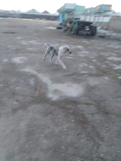 This image, captured in Nurli zamin, Uzbekistan, shows two dogs in mid-stride across an unpaved outdoor area. The dog on the left exhibits mottled grey and black fur, while the dog on the right is lighter-colored with shaggy fur, both moving horizontally from left to right. Significant motion blur affects the dogs and the ground. The ground consists of uneven dirt and gravel, with scattered patches of light-colored material and sparse green vegetation. In the background, several blurred structures are visible: a row of low-rise buildings with dark roofs is on the left, and a prominent, dilapidated structure featuring green and blue elements, surrounded by dark debris, is positioned on the right. No human figures are present.
