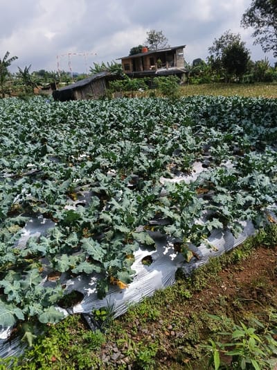 This daytime image captures a vast agricultural field, likely situated in a rural area like Kolwara, Papua New Guinea. The foreground and midground are covered by rows of green, leafy plants, consistent with a brassica species such as broccoli or cabbage. These plants are cultivated through holes in a white or silver plastic mulching sheet, which covers the ground between them, indicating modern farming practices. Some of the plant leaves exhibit signs of yellowing or drying.

In the background, a cluster of rustic buildings is visible amidst lush greenery. The most prominent structure is a multi-story house, possibly constructed from wood or natural materials, featuring an orange water tank on its roof. Next to it, a smaller, dark-colored building is partially obscured by vegetation. Farther in the distance, a distinctive white and red striped frame-like structure stands against the partly cloudy sky. Numerous trees, including what appear to be banana plants on the left, frame the scene. The overall setting is one of active cultivation within a natural, rural landscape.

No people are visible in the image, but the organized planting and structures suggest ongoing agricultural activity. The lighting indicates it is daytime, under a partly cloudy sky. The tropical-looking vegetation and rustic architecture align with the provided location context of Papua New Guinea. There is no visible text present in the image.