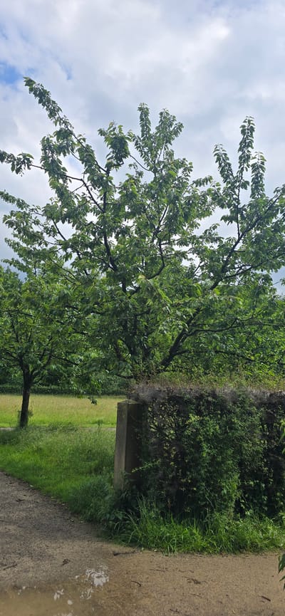 The image depicts an outdoor scene with lush green foliage under a cloudy sky. A large tree with dense green leaves dominates the center of the frame, its branches spreading widely. To the left, another smaller tree is visible. In the foreground, a dirt path leads into the scene, with a large puddle reflecting the sky. A stone pillar stands to the right of the path, partially obscured by a dense hedge. Beyond the hedge and the trees, a grassy field stretches into the background, suggesting a park or rural setting. The overall impression is one of a natural, possibly slightly damp, environment. This image does not contain any identifiable landmarks or elements that would allow for its specific location within the city of Gütersloh, Germany to be determined.
