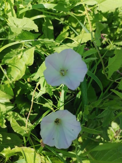 This media file captures a close-up view of two light-colored flowers, likely bindweeds, set against a backdrop of lush green foliage. The flowers, with their delicate trumpet-like shapes, exhibit soft white petals tinged with a faint pink hue. The foreground and midground are dominated by the leaves and stems of various plants, creating a dense, natural setting. The lighting suggests it is daytime, with sunlight illuminating the scene and casting dappled shadows, hinting at a clear or partly cloudy day. The overall impression is one of a tranquil, natural environment, possibly a garden or a meadow in Lobkovo, Russia. No people, objects, or text are visible in the image.