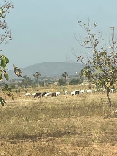 The image depicts a rural pastoral scene in Aboro, Nigeria, under a hazy sky. In the foreground, dry, golden-brown grass and sparse vegetation cover the terrain. A tree branch with some green and withered leaves partially frames the left, while a tree with sparse foliage and bare branches frames the right. The midground features a herd of approximately 15-20 cattle, including individuals with white, black, brown, and mottled coats, actively grazing or standing in a horizontal line across the field. Several tall palm trees with visible fronds and other scattered deciduous trees are present in the mid-distance. The background is dominated by a range of hazy, bluish-grey mountains or large hills, silhouetted against a light, diffused sky. No human figures are visible. The overall environment suggests a dry season landscape.