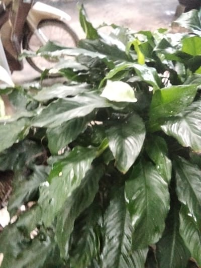 A leafy green peace lily plant is in the foreground, with large, glossy leaves partially obscuring the background. To the left and slightly behind the plant, the rear wheel of a cream-colored scooter is visible, along with a portion of its frame and a brown metallic fender. The ground appears to be concrete or asphalt. The scene is set outdoors, possibly on a street or in a courtyard in Phú Sơn, Vietnam. There are no people present in the image. The lighting suggests it is daytime, possibly overcast, given the soft illumination.