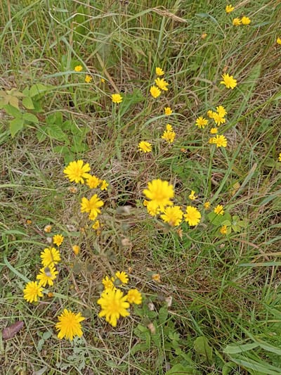 The media file displays a close-up, overhead view of a patch of wild yellow flowers scattered amongst tall green and dry grasses. The flowers are the primary subjects, with a variety of sizes and stages of bloom visible. Some flowers are fully open, revealing many delicate, pointed petals radiating from a central disc. Others appear to be in bud or have already begun to fade.

The setting is a natural, outdoor environment, likely a field or meadow, given the abundance of grass and wildflowers. The colors are predominantly green and yellow, with some brown and dry grasses adding texture. The lighting suggests it is daytime, with no harsh shadows indicating direct, intense sunlight, possibly an overcast or softly lit day. There are no visible people or animals, though a small, dark insect is visible on one of the flower petals in the lower left quadrant.

There are no discernible location cues beyond the general description of a grassy, wild area. No text is visible in the image. The overall impression is one of natural beauty and simplicity, capturing a moment in the life cycle of these wildflowers in an Irish landscape. The image is likely taken in Ranafast, Ireland, as per the provided context.
