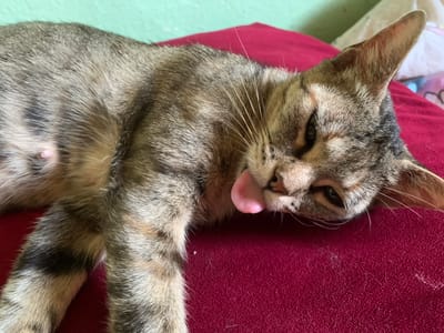 A domestic tabby cat is depicted lying on its left side on a deep red, textured fabric surface, positioned in an indoor setting within Sidi Slimane Moul Al Kifane, Morocco. The cat exhibits a relaxed posture, with its eyes partially closed and a small, pink tongue extended and slightly curled from its mouth. Its fur displays a striped pattern of dark brown/black on a lighter grey-brown base, characteristic of a tabby, with white whiskers prominent around its muzzle. A small, pink nipple is visible on its lighter-colored belly. The background features a light green wall, with glimpses of other pale fabric objects beyond the cat's head, indicating a domestic environment.