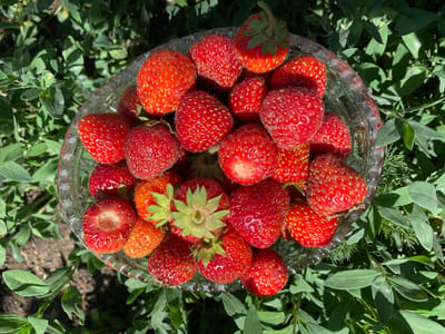 A clear, round, glass bowl filled with ripe strawberries is placed on the ground amidst green foliage. The strawberries are a vibrant red, some with visible green stems and leaves. The sunlight casts shadows on the fruit and the surrounding leaves. The setting appears to be outdoors, possibly in a garden or natural area. There are no people or animals visible in the image. The location is specifically identified as Qarqaraly, Kazakhstan.