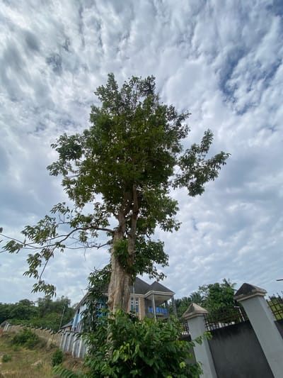 A large tree dominates the foreground of this image, its branches reaching upwards towards a cloudy sky. Behind the tree, a light blue building with a dark roof and a balcony is visible. A grey concrete fence with decorative pillars lines the area in front of the building. The location is identified as Nguzu Edda, Nigeria. The scene appears to be a residential area with lush greenery and a slightly overcast sky.