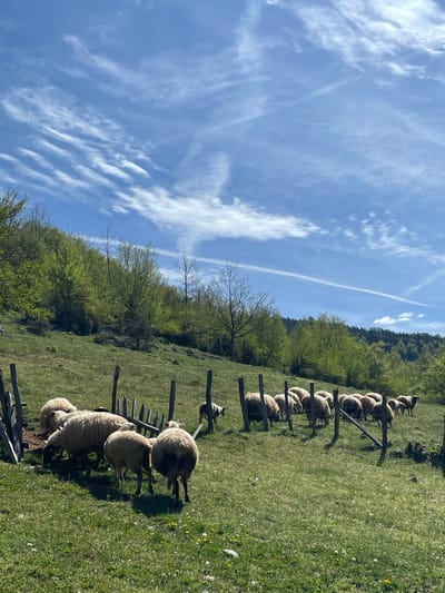 The image depicts a flock of sheep grazing in a grassy field near Đurđevića Tara, Montenegro. A wooden fence runs along the field, separating the sheep. The background shows a forested hillside. The sky is blue with streaky white clouds and a contrail.