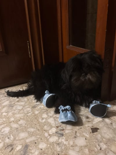 An indoor, top-down shot captures a small to medium-sized dog with shaggy black fur, located in Tampico, Mexico. The dog is seen from its back, with its head mostly obscured but facing away or downwards. It is wearing light blue booties on its hind paws, which feature textured, possibly rubberized black soles.

The dog rests on a light-colored, patterned tiled floor, appearing to be made of terrazzo or a similar stone material with various white and gray aggregates. To the left of the dog, dark brown wooden furniture or a door frame with a polished finish is visible, suggesting an interior setting like a home. The lighting is dim, indicating an indoor environment without bright, direct light. No specific activity is taking place other than the dog being present and wearing its paw coverings. There is no visible text in the image.