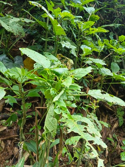 The image presents a detailed view of dense tropical vegetation in Situm, Papua New Guinea. The foreground and midground are dominated by numerous broad-leafed plants exhibiting vivid green foliage. Many of the visible leaves display significant insect damage, characterized by irregular holes, chewed margins, and tears across their surfaces. Several leaves show discoloration and wilting. The background consists of darker, obscured plant matter and visible patches of dark soil with organic debris, including what appear to be fallen bamboo stalks or similar plant stems. No individuals, animals, or anthropogenic objects are present in the frame. The lighting is natural and diffuse.