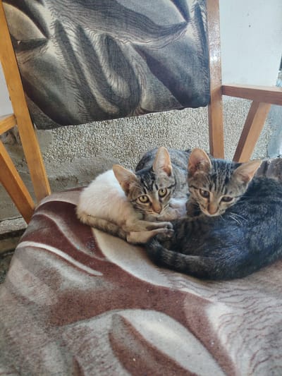 Two tabby kittens, one predominantly white and the other dark grey, are resting on a patterned blanket draped over a wooden chair. The chair is positioned outdoors, near a textured wall and a gravelly surface. The backdrop suggests an urban environment, possibly a courtyard or patio area within the city of Navbahor, Uzbekistan. The kittens appear calm and are positioned close together, with their eyes open and alert. The lighting is natural, indicating daylight.