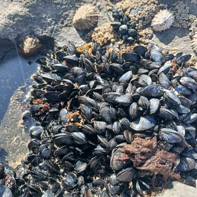 The image shows a close-up view of a cluster of dark blue-black mussels attached to rocks on a shoreline, likely in Fanore, Ireland. The mussels are densely packed together, with some showing iridescent highlights from the sunlight reflecting off their shells. Some red-brown seaweed is visible among the mussels. In the background, rough gray rocks are present, with patches of smaller, lighter-colored barnacles or other encrusting organisms. A shallow pool of water, reflecting the sky and surrounding elements, is visible to the left of the mussels. The overall scene depicts a natural coastal environment.