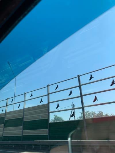The image shows a road barrier with several black bird silhouettes on it. The barrier is made of transparent panels with horizontal metal frames. The sky is blue and clear. There is a street lamp on the left side of the image. The scene appears to be located on a road in the Гацукоўскі сельскі Савет, Belarus, based on the provided context. The bird silhouettes are likely a safety measure to prevent birds from colliding with the transparent barrier.