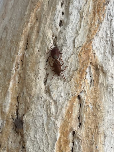 The image shows three insects on a textured, light-colored surface with brown streaks. Two of the insects are larger and reddish-brown, positioned close together on the left side of the frame. They appear to be shield bugs or stink bugs, with visible legs and antennae. The third insect, smaller and gray, is located towards the bottom right of the frame. It is also a shield bug or stink bug. The surface they are on is rough and appears to be stone or a similar natural material, with visible crevices and layers. The lighting suggests it is daytime. The setting is outdoors, given the natural texture of the surface and the presence of insects. There is no visible text in the image. The crops provide closer views of the insects and the surface texture.