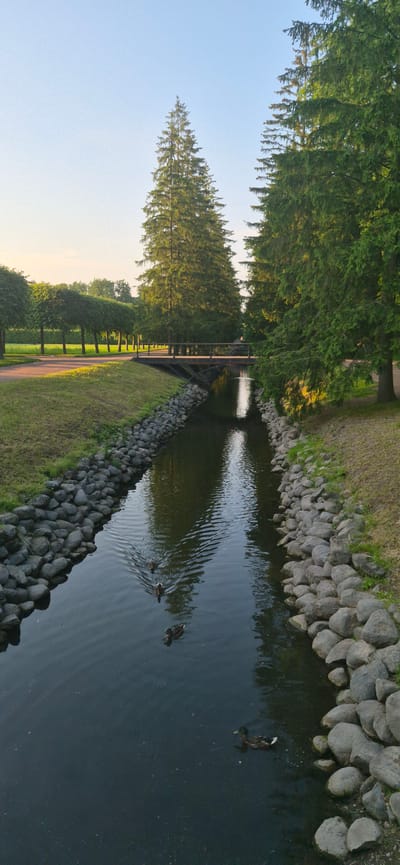 The image captures a serene canal with a pathway running alongside it, bordered by grass and large stones. Tall, lush green trees line the canal on one side, their reflections shimmering on the water's surface, creating a mirror-like effect. On the other side, more trees are visible, some manicured into hedges. A wooden bridge crosses the canal in the distance, with a fountain spraying water.
Several ducks are swimming in the canal, their movements creating ripples on the water. The scene suggests a tranquil park or garden setting, possibly in the late afternoon or early evening, given the warm light casting soft shadows. The sky is clear and a soft blue, indicating fair weather. The location is identified as Bugry, Russia. There is no visible text in the image. The overall mood is peaceful and natural.