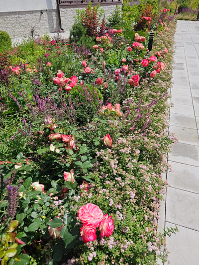 The image depicts a meticulously maintained garden bed bordering a paved walkway. The garden is densely planted with a variety of flowering plants, prominently featuring pink and white roses in various stages of bloom. Interspersed are tall spikes of purple flowers, likely salvia, and a lower border of small, pink-tinged blossoms. Green foliage forms a lush backdrop, with some plants displaying reddish-bronze tones. A light-colored stone wall forms the background on the left, and a dark, modern lamppost is visible within the garden. The paved walkway, made of large, square concrete tiles with a subtle pattern, runs along the right side of the garden. The scene is set in an outdoor environment, likely a residential area given the presence of a house wall. The location is identified as Березка Снт (красногорский Р-н), Russia.