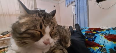 This image depicts an interior room located in Yangi-Khayat, Uzbekistan. In the foreground, a domestic cat, identified as a brown tabby with white facial markings, is in a state of repose with its eyes closed. Adjacent to the cat, the lower legs and feet of a human subject are visible, clad in dark trousers and dark socks, resting on a bed or sofa. This surface is covered by a patterned blanket displaying blue, red, and black abstract shapes. The background features light-colored walls. A window or opening on the left is covered by light-colored vertical blinds or sheer curtains, while another window or opening on the right is covered by blue curtains. A wall-mounted flat-screen television or monitor, with visible connecting cables, is positioned above the blue curtains. A fragment of light-toned furniture is partially observable on the extreme left of the frame.