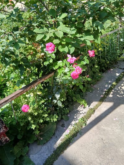 The image depicts a sunlit garden scene featuring vibrant pink roses blooming amidst lush green foliage. A rusty metal railing runs along the edge of a concrete pathway. The pathway is partially shaded by the surrounding vegetation, casting dappled shadows. Small pink rose petals are scattered on the pathway. In the background, more greenery and the suggestion of a building are visible. The overall impression is of a peaceful, cultivated outdoor space. The image was taken in Ghusar, Tajikistan.