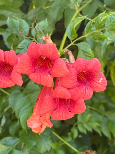 The image is a close-up of a cluster of vibrant red trumpet-shaped flowers, possibly from a trumpet vine, set against a soft-focus background of lush green leaves. Several flowers are in various stages of bloom, with some displaying their internal striped throats. A few small black insects are visible on some of the petals. The lighting suggests an outdoor setting, possibly a garden or park. There are no people or any specific city landmarks visible. The location of Штормовское сельское поселение, Ukraine is provided as context but is not visually represented in the image.