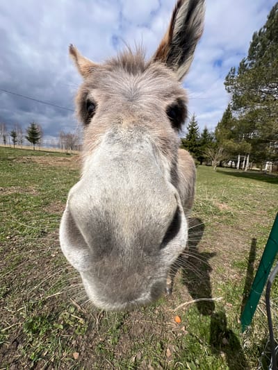 The image depicts a close-up view of a gray donkey in a grassy field. The donkey's head is the primary focus, taking up most of the frame. Details like its ears, eyes, and snout are prominently displayed. The background shows a field with trees, a fence, and a partly cloudy sky. A small orange object, likely a carrot, is visible on the ground near the donkey. The location is Tīnūži, Latvia.