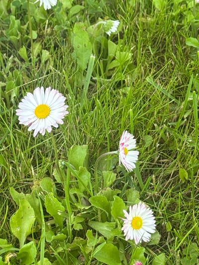The image displays a close-up, ground-level perspective of a patch of green grass populated by several common daisies (Bellis perennis) in the city of Šķēde, Latvia. A fully bloomed daisy with white petals, faintly tinted pink at their tips, and a vibrant yellow central disc is centrally located in the mid-left portion of the frame. Another partially visible daisy, also featuring white petals with pink edges and a yellow center, is situated to the right. A third fully open daisy, consistent in appearance with the others, is positioned in the lower-right corner. The surrounding area consists of dense, varying lengths of green grass and several broad-leafed herbaceous plants, some exhibiting minor holes or imperfections. The scene is illuminated by natural daylight, indicating an outdoor setting. No human figures or artificial objects are present.