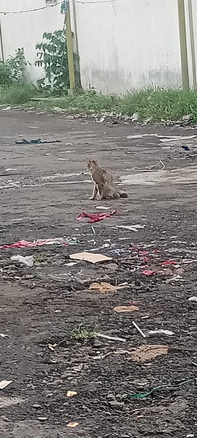 A light brown domestic cat with faint tabby markings is observed sitting upright on its haunches, facing left, on an unpaved, debris-strewn ground in Sulaeman, Indonesia. The dark ground surface is littered with assorted refuse, including red, blue, and white fabric remnants, cardboard fragments, and cigarette butts. Sparse green vegetation protrudes from the ground. In the background, a light-colored wall exhibits vertical streaks, with dense green foliage and grass at its base. A yellow utility pole stands vertically against the wall, positioned towards the left of the frame. The illumination is consistent with natural daylight.