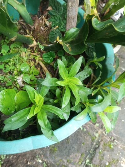 The image displays a close-up, top-down perspective of a plant arrangement within a light teal-colored cylindrical pot. Dominant subjects include multiple clusters of vibrant green plants with elongated, smooth-edged leaves, some bearing visible water droplets, situated in the central and lower portions of the container. Larger, darker green foliage with undulating margins is visible in the upper and right sections, alongside smaller, round-leaved groundcover plants. The substrate appears as dark, moist soil intermixed with dried organic matter, featuring a stout, fibrous stem base in the upper-left and a slender wooden support stake near the top-center. The pot rests on an exterior, grey-toned paved surface, which exhibits incidental moss and small plant growth in the lower-right quadrant. No individuals, specific actions, or interactions are depicted. The scene is illuminated by ambient daylight. The visual content does not provide information to confirm a specific location within Pandaria, India.