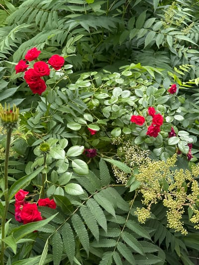 This is a close-up, overhead shot of a lush, green garden scene in Staryi Aidar, Ukraine. The primary subjects are clusters of small, vibrant red roses interspersed with feathery green foliage. Some of the rosebuds are still tightly closed, while others are in full bloom, showcasing their delicate petals. There are also clusters of small, pale yellow and white flowers, possibly part of a different plant, adding a lighter contrast to the scene. The leaves are varied in shape and texture, with some being broad and serrated, while others are smaller and ovular.

The image depicts a natural, outdoor setting. The lighting suggests it is daytime, likely under natural daylight conditions. There are no people visible in the frame, and no text is present. The overall impression is one of abundant growth and natural beauty, evoking a sense of tranquility and the vibrancy of summer flora. The focus is entirely on the botanical elements, creating an immersive view of the garden's rich textures and colors.